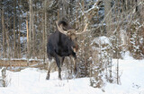 big bull moose in forest
