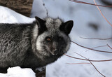 face of silver fox in nature