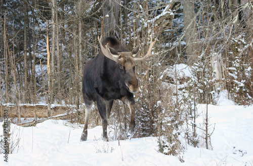 big bull moose in forest