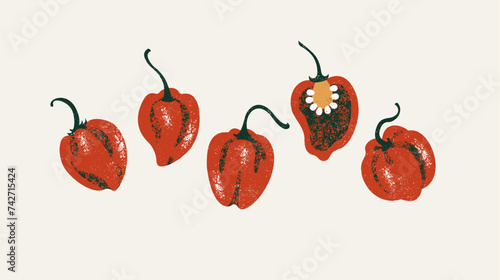 Red habanero peppers collection. Hot pepper set. Vector illustration