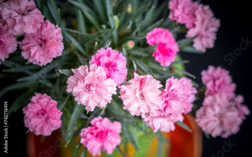 The small pink Carnation flowers