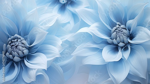 petals dusty blue flowers photo