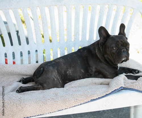 Portrait einer französischen Bulldogge im Sommer auf einer Gartenbank mit ausgestrckten Beinen photo