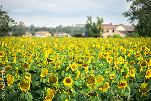 Campo di girasoli