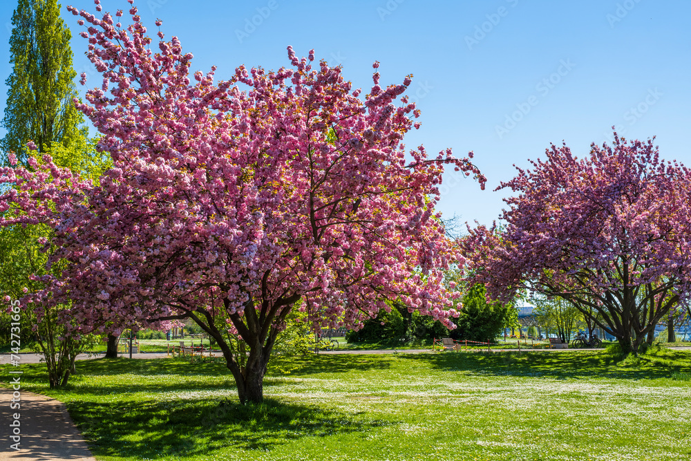 A Japanese cherry tree in full bloom in Wiesbaden Germany on the banks of the Rhine A Japanese cherry tree in full bloom in Wiesbaden Germany on the banks of the Rhine