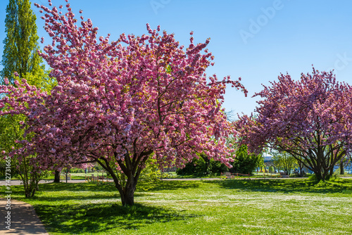 A Japanese cherry tree in full bloom in Wiesbaden Germany on the banks of the Rhine