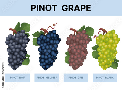 Grape infographic. The difference between pinot grape. Pinot noir, meunier, gris, blanc. Vector illustration.