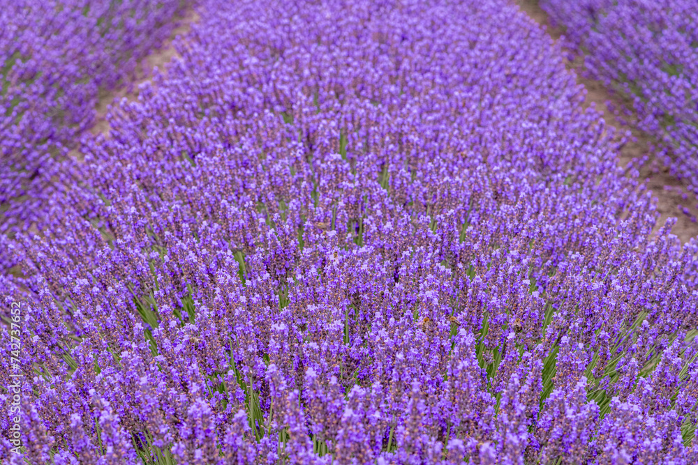 Obraz premium Lavender field in Provence, south of France.