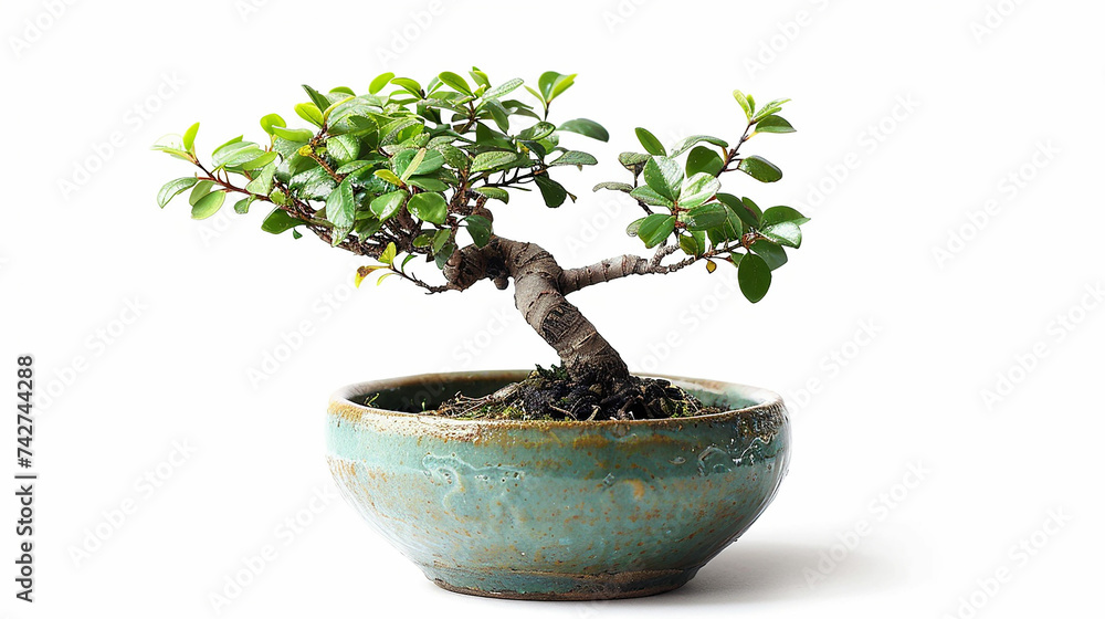 A small bonsai tree in a ceramic pot. Isolated on a white background. Made with generative ai A small bonsai tree in a ceramic pot. Isolated on a white background. Made with generative ai