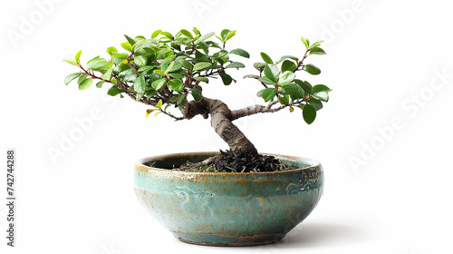 A small bonsai tree in a ceramic pot. Isolated on a white background. Made with generative ai