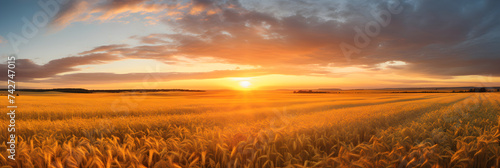 Harvest Season at Dusk: An Idyllic Exploration of Golden Grain Fields under the Setting Sun © Lottie