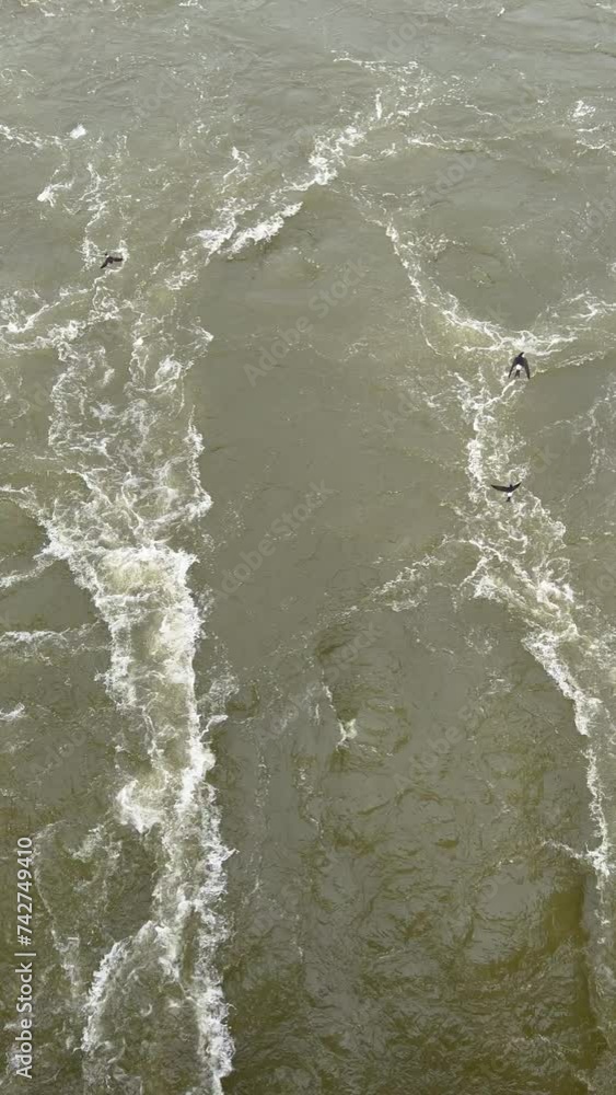 Flock of swallow over river water close to the dam, vertical video Flock of swallow over river water close to the dam, vertical video