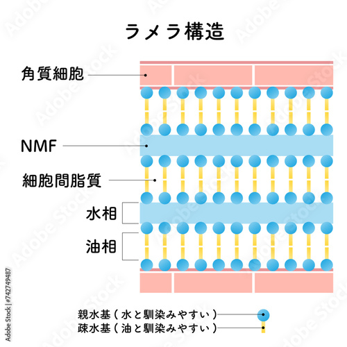 肌のラメラ構造　NMF 　Lamellar structure