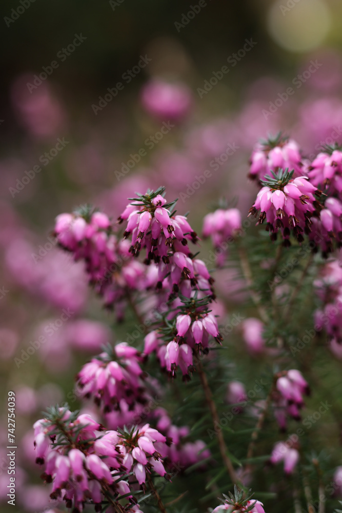 Closeup of beautiful pink heath flowers on a blurred background. Closeup of beautiful pink heath flowers on a blurred background.