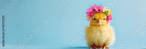 Cute chick with flower crown on blue background. Animal wearing wreath of flowers. Spring nature beauty. Easter holiday concept. Design for invitation, greeting card, banner, header with copy space