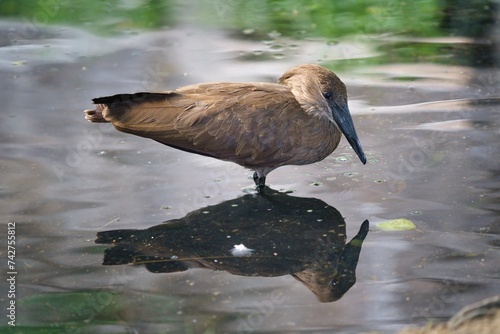 Close up photo of the Hamerkop (Scopus umbretta) with a reflection in the water. Safari Park Dvur Kralove, Czech republic.  photo