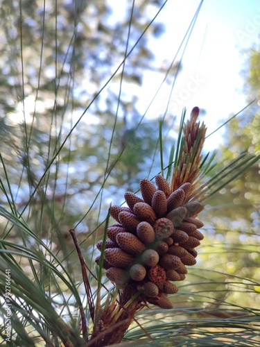 close up of pine cones