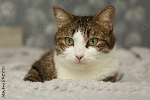 Cute pet. Cat with green eyes on soft blanket at home