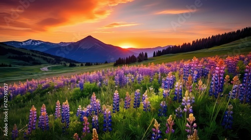 bloom crested butte wildflowers