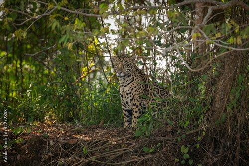 Fototapeta Naklejka Na Ścianę i Meble -  Beautiful Endangered American Jaguar Nature Habitat Panthera Onca Wild Brasil Brasilian Wildlife Pantanal Green Jungle Big Cats 7