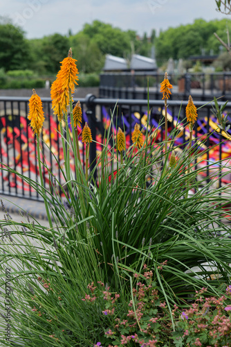 London - 06 03 2022: Kniphofia uvaria in the Coal Drops Yard shopping center in the King's Cross complex on the Regent's Canal. photo