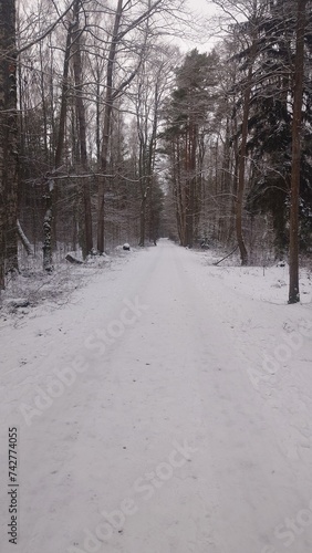 snow covered road © DeliasPh