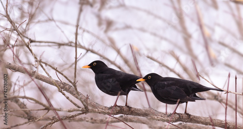 A pair of blackbirds among the branches