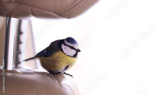 On a cold day, a little blue tit flew into an open car and sat down in the driver's seat...