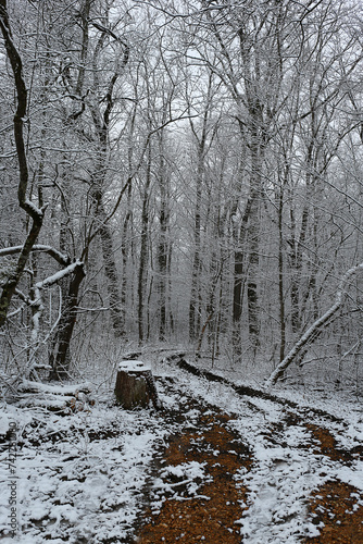 
Forest road under the first snow..