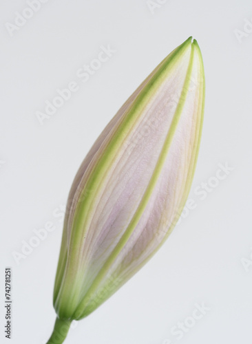 Macro image of a lily