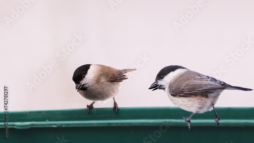 Two black-headed ones on the feeder, sitting with seeds in their beaks and not flying away...