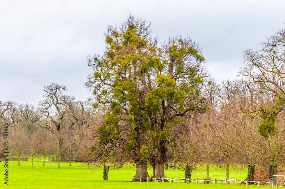 Obraz premium A view of mistletoe growing in a tree on the outskirts of Stamford, lincolnshire, UK in winter