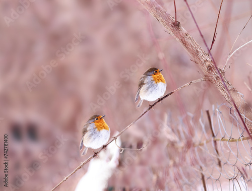 Two robins on a thin branch..