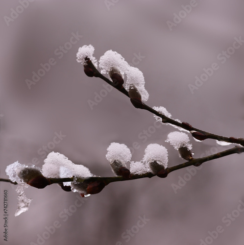 Willow buds blooming in defiance of the cold under the snow....