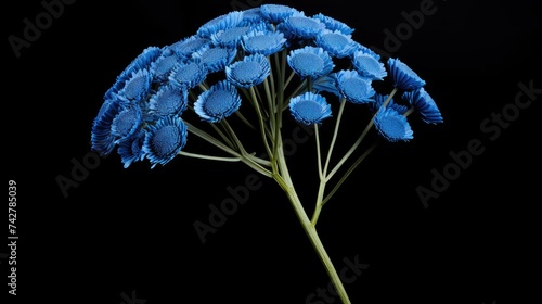 skincare blue tansy flower photo