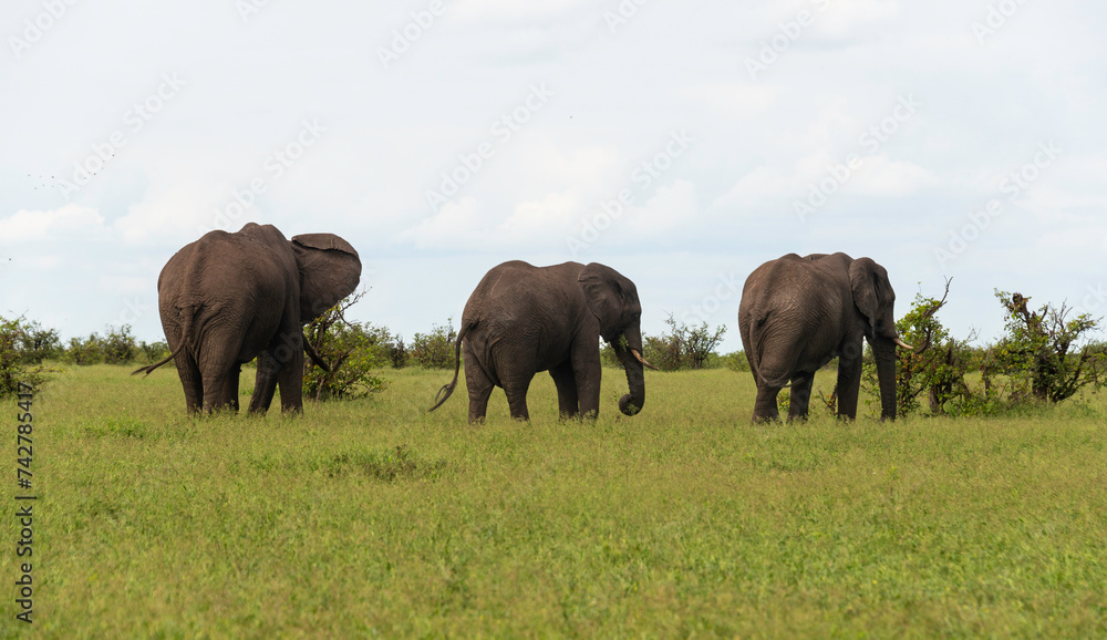 Éléphant d'Afrique, Loxodonta africana, Parc national Kruger, Afrique du Sud Éléphant d'Afrique, Loxodonta africana, Parc national Kruger, Afrique du Sud