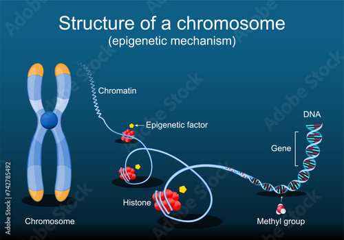Structure of a chromosome. Epigenetic mechanism photo