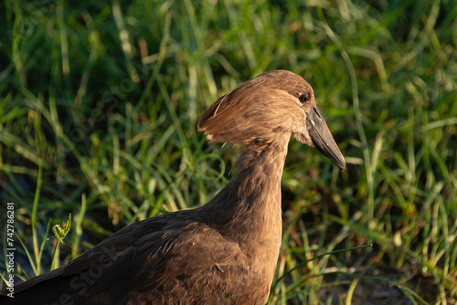 Ombrette africaine,. Scopus umbretta, Hamerkop photo