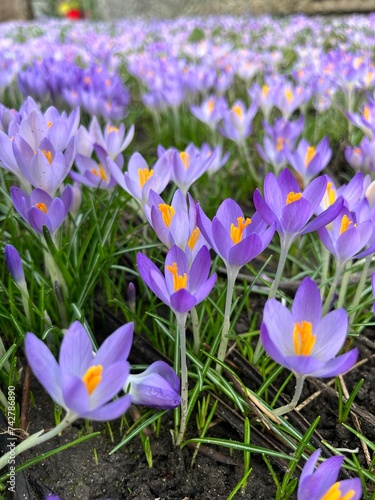 crocuses in spring