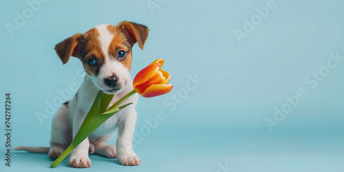 Cute little puppy dog with tulip flower in mouth on light blue background for Valentine's day or Mother's day or birthday card #742787264