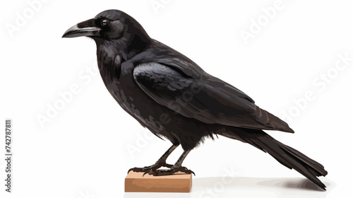 Common Raven Corvus corax isolated on white background photo