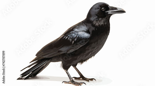 Common Raven Corvus corax isolated on white background