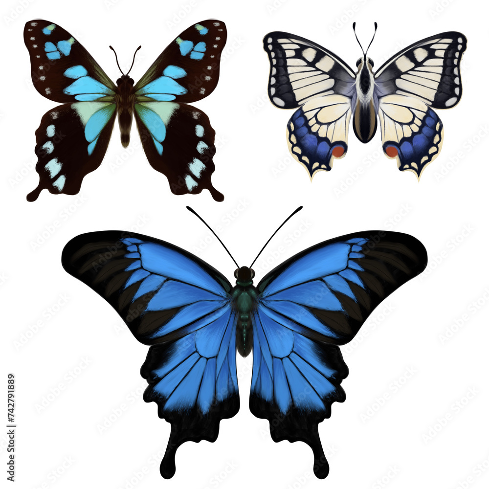 Fototapeta premium Set illustration of Swallowtail Butterfly in realism style. Realism illustration of tropical butterfly. Butterfly illustrations
