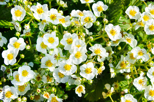 Many beautiful strawberry bushes with white flowers and green leaves grow outdoors in the soil in spring. Strawberry blossom. Background with white flowers