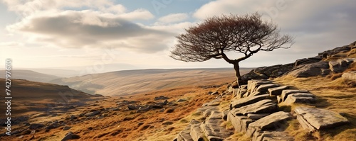 panorama of a large lonely tree on a hillside during cloudy weather. photo