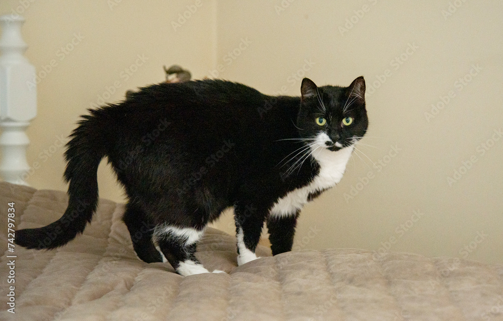 black and white cat staying on the bed in bedroom on sunny day black and white cat staying on the bed in bedroom on sunny day