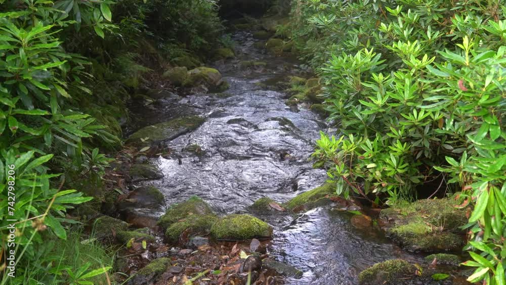 A mountain river in the middle of picturesque greenery. in 4k A mountain river in the middle of picturesque greenery. in 4k