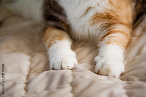 cat's fluffy paws close up