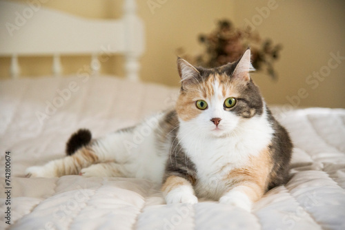 Fototapeta Naklejka Na Ścianę i Meble -  funny multicolored cat lying on bed	in light bedroom