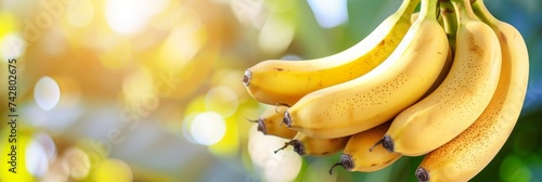 Ripe bananas growing on tree in greenhouse with copy space for texthealthy fruits concept image. photo